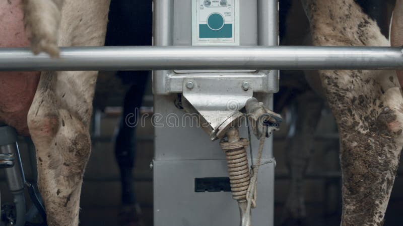 Proceso de ordeño automático de vacas en rancho robótico con dispositivo mecánico cerrado.