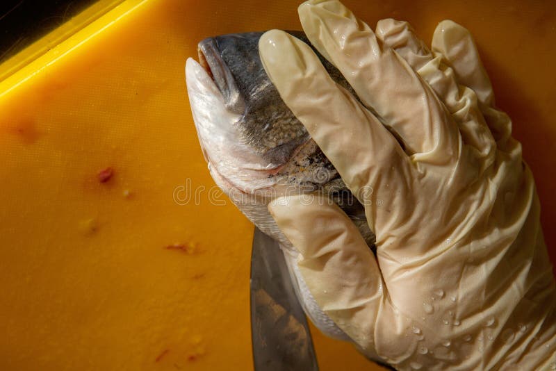 proceso de pelar pescados del dorado por las manos en guantes fotografía de archivo proceso de pelar pescados del dorado por las manos en guantes fotografía de archivo