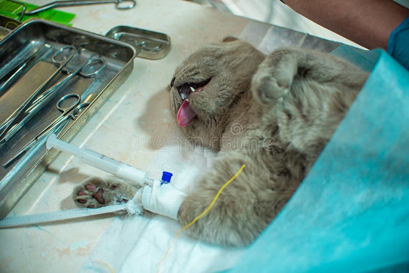 The Process Of Castration Of A Cat, An Animal On An Operating Table