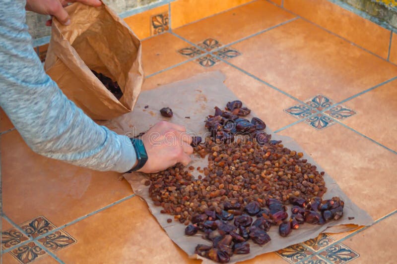 The Process of Collecting Dried Fruits in the Wind from the Drying Deck