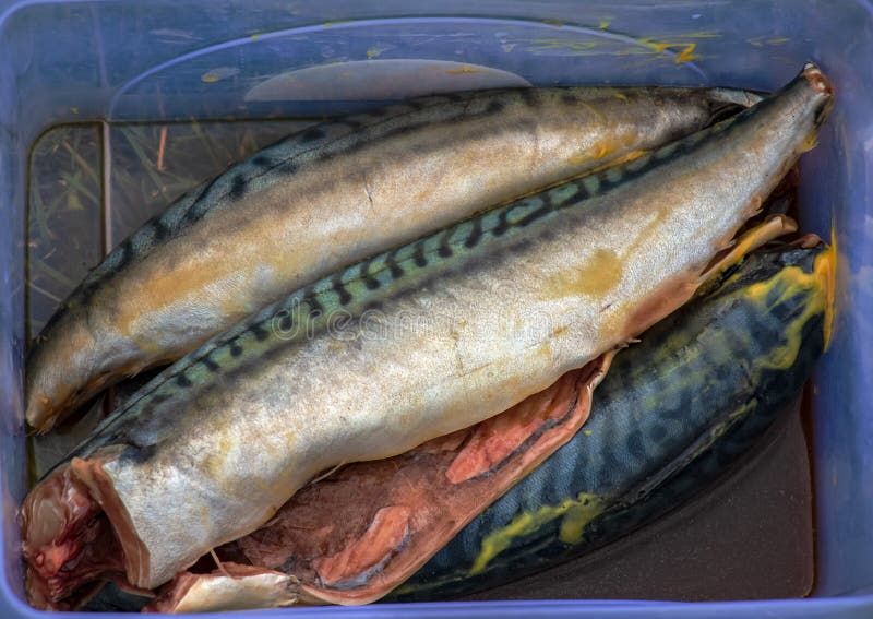 The Process of Cooking Mackerel Fish in Marinade on the Grill. the Fish