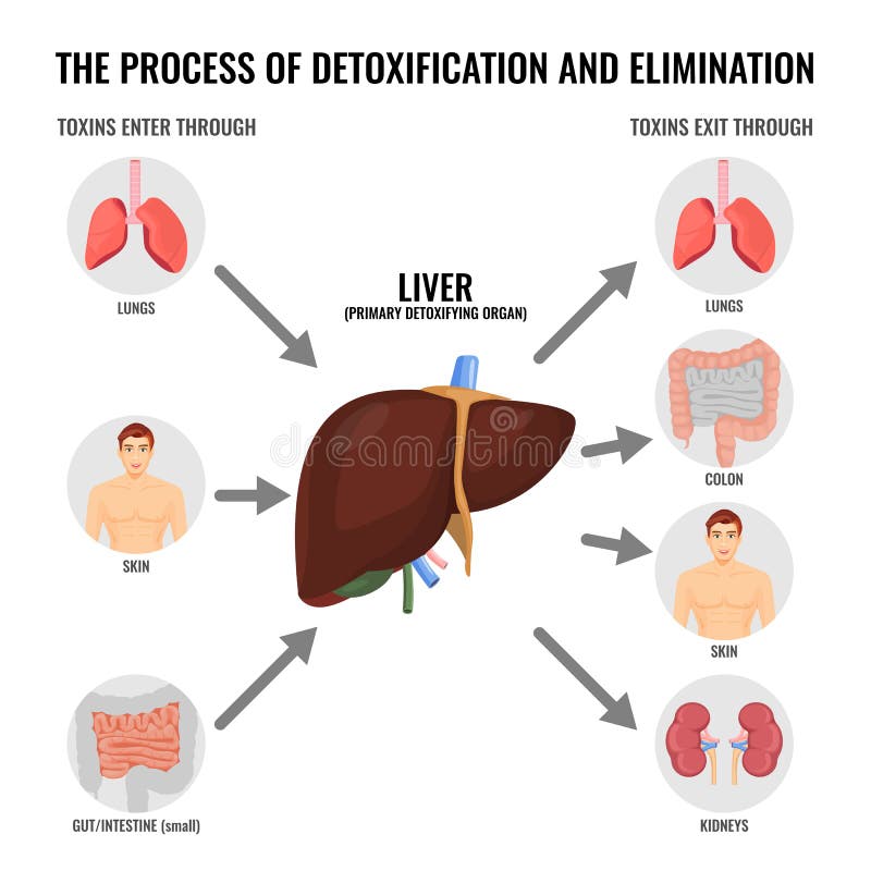 Detoxification Stock Illustrations – 2,273 Detoxification Stock ...