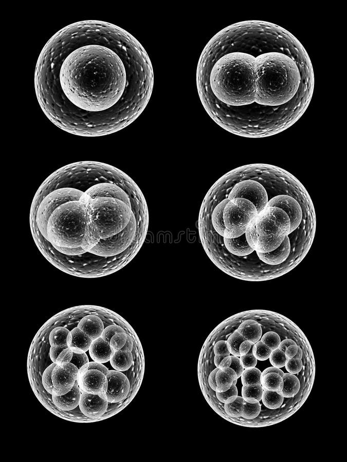 Process division of cell stock illustration. Illustration of membrane ... Biology Diagrams