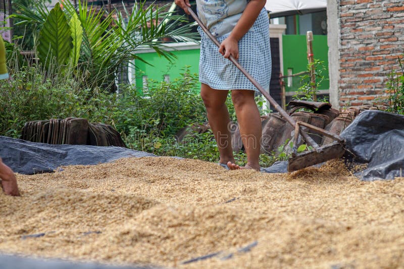 The Process of Drying Newly Harvested Rice Seeds Stock Image Image of