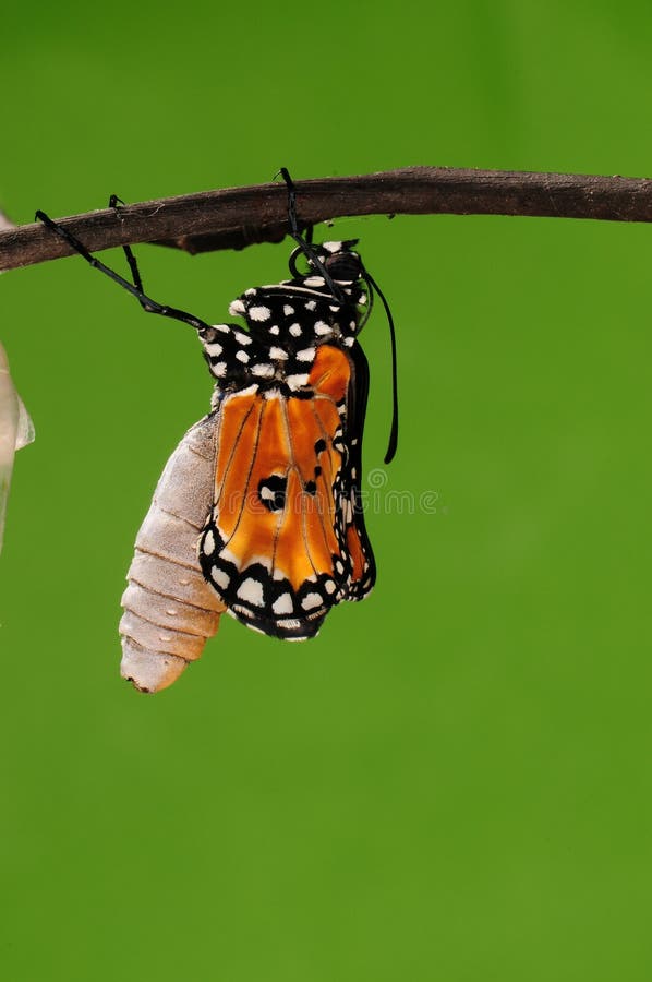 Pupa Of Butterfly, Process Of Eclosion 4/8 Stock Photo Image of mate