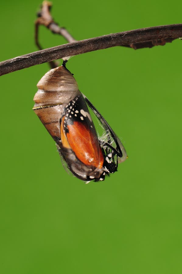 The process of eclosion(2/13 ) The butterfly try to drill out of cocoon shell, from pupa turn into butterfly