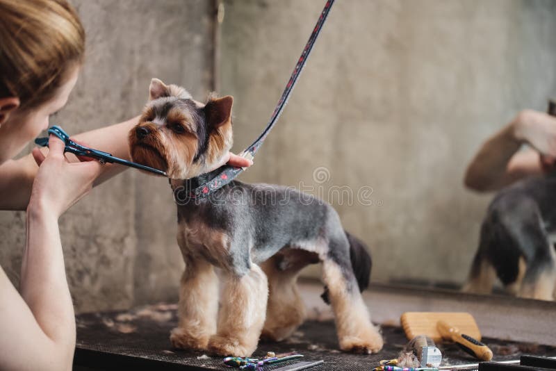 Final Shearing Stock Photos Free & RoyaltyFree Stock Photos from