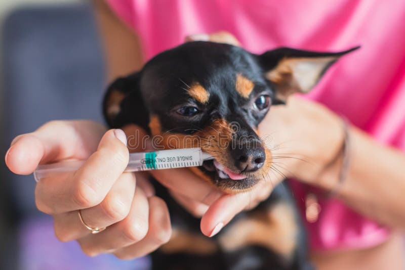 Process of Giving a Medicine Injection To a Small Breed Dog with a Syringe Stock Image Image