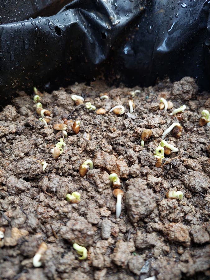 The Process of Growing Sprouts from Spinach Seedlings on Day 2 Stock ...