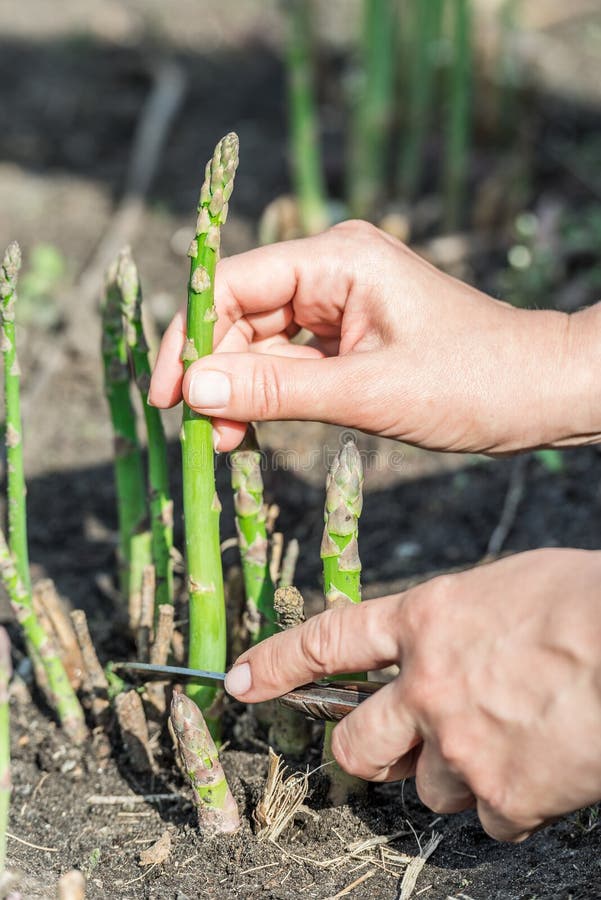 Process of Harvesting of Green Asparagus in the Garden Stock Photo