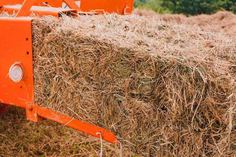 The Process of Harvesting Hay for Cattle, a Tractor Making Bales in the