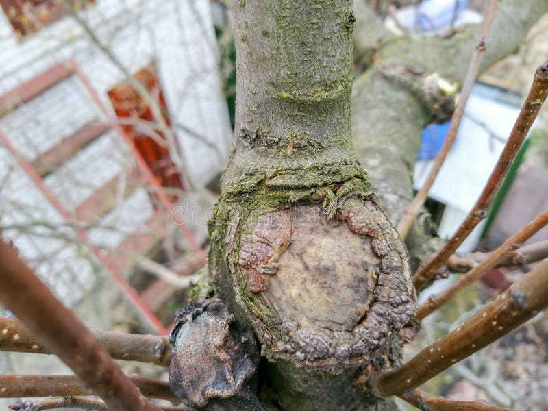 The Process of Healing a Wound on a Fruit Tree Stock Photo Image of
