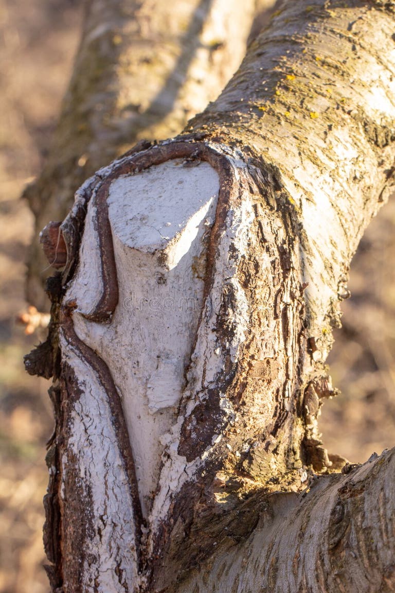 Tree Wound Paint Stock Photos Free & RoyaltyFree Stock Photos from