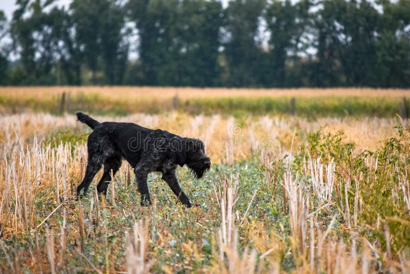 A process of hunting during hunting season, process of quail hunting, drathaar, german wirehaired pointer dog. stock photos