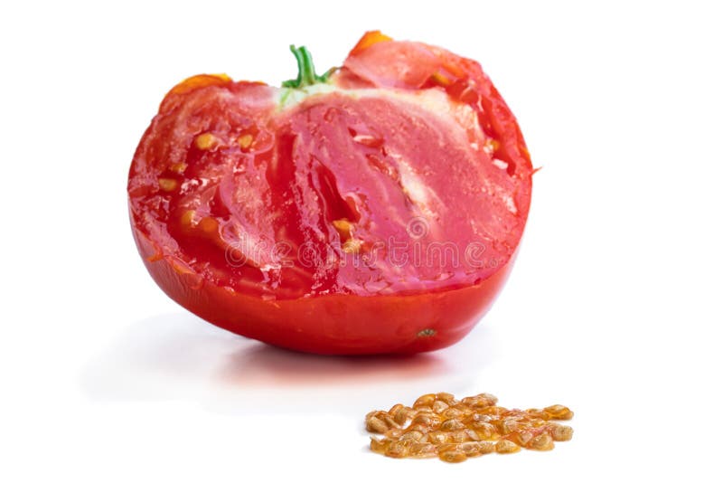 Process of Manual Tomato Seeds Extraction Isolated on White Stock Image