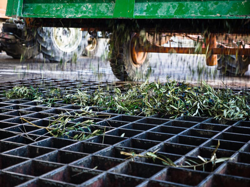 The Process of Olive Cleaning and Defoliation in Small Scale Olive Oil
