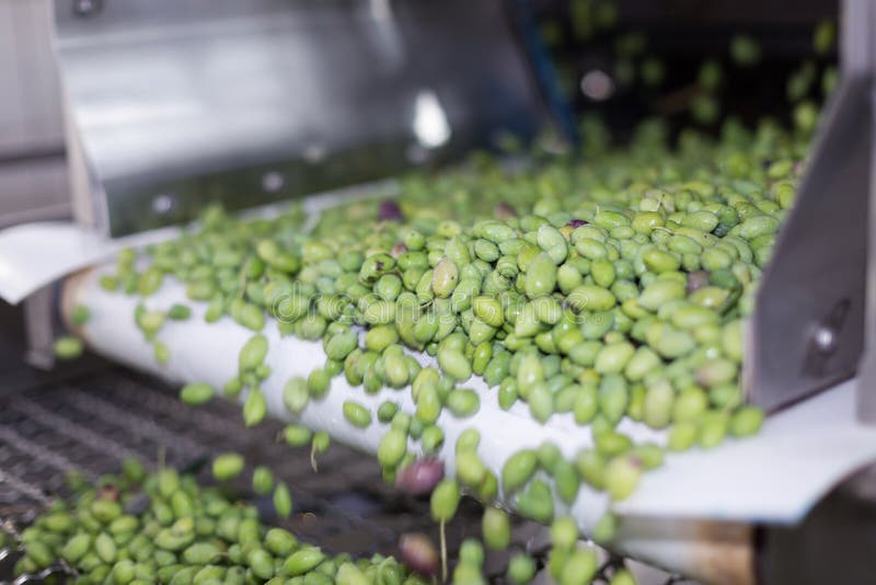 The Process of Olive Washing Stock Image Image of industrial, food