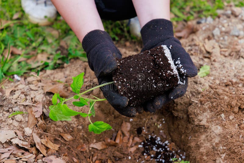 The Process of Planting Tomato Seedlings. Stock Photo Image of leaves