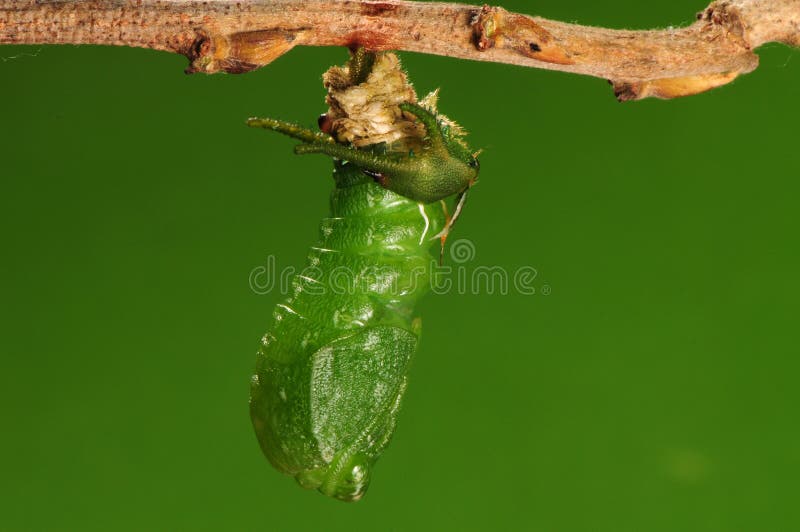 The process of pupation (6/8)butterfly