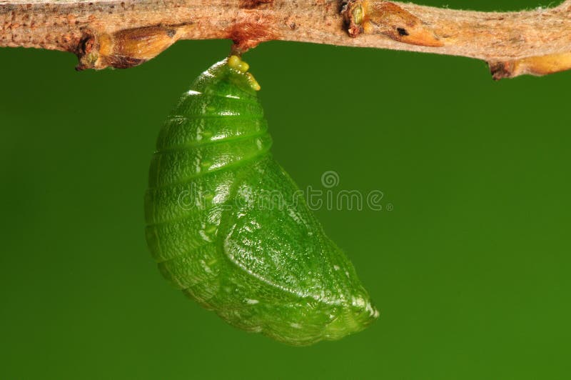 The process of pupation (7/8)butterfly