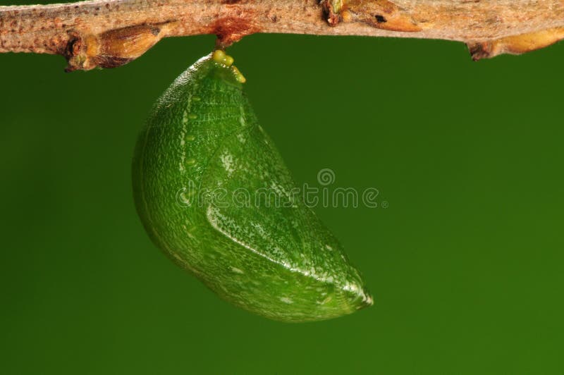 The process of pupation (8/8)butterfly