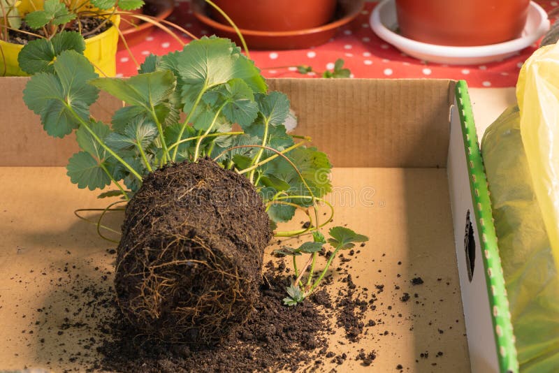 In Process of Repotting Strawberries. Growing Strawberries Indoor at