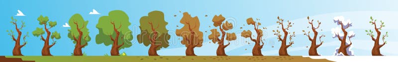 Process of seasons change - tree in spring, summer, autumn and winter, flat vector illustration.