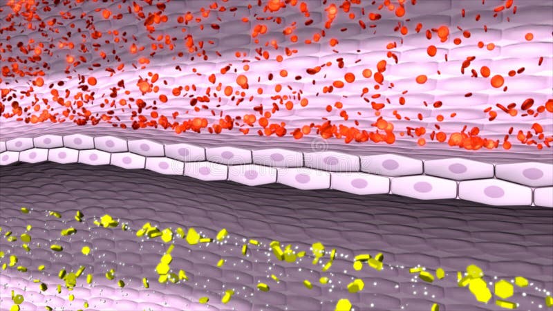 Process of urine formation stock footage. Video of glomerular - 82156626 Process of urine formation stock footage. Video of glomerular - 82156626
