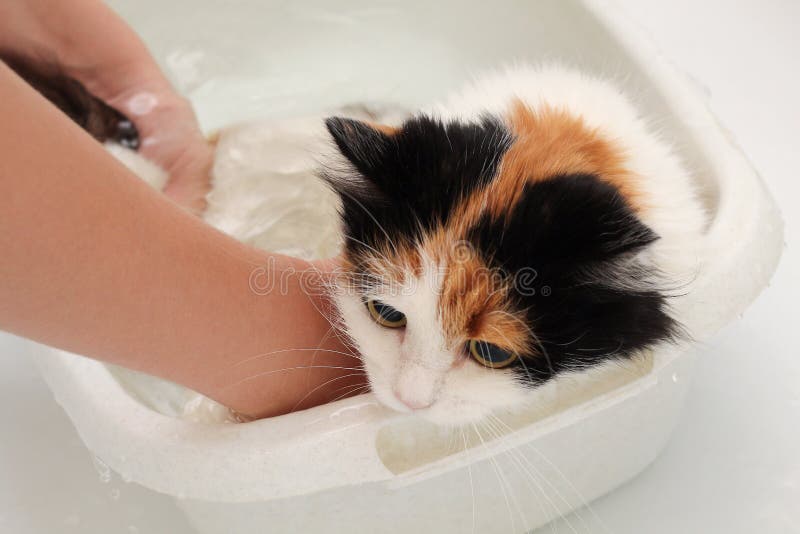 The Process of Washing the Cat in the Bathroom. Wet and Unhappy Cat