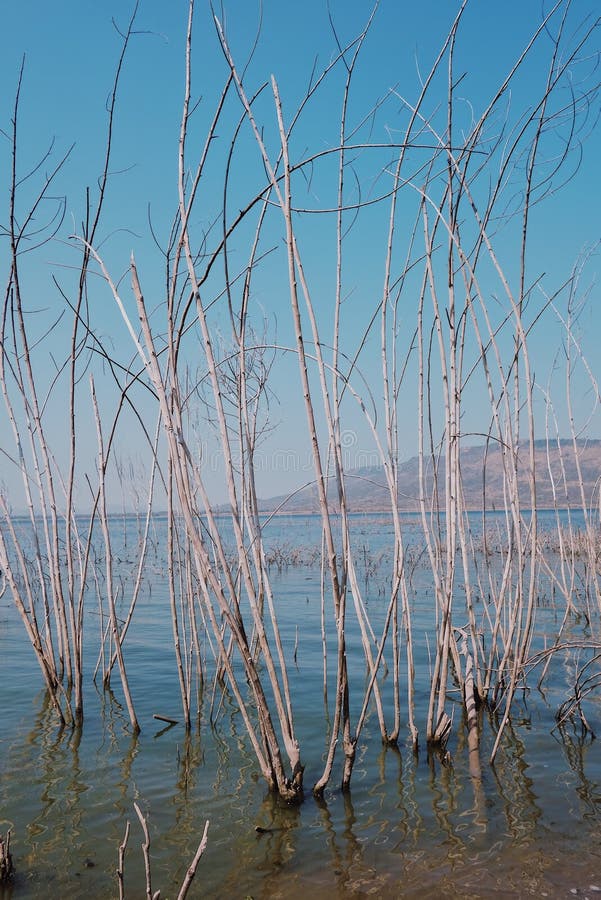 Aquatic plants with lake stock image. Image of lake 171327635