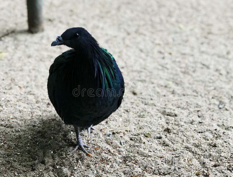 Little fluffy bird in local zoo stock photography Little fluffy bird in local zoo stock photography