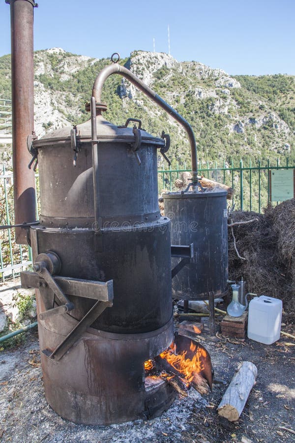 Processing of Lavender for the Extraction of the Scented Oil Stock