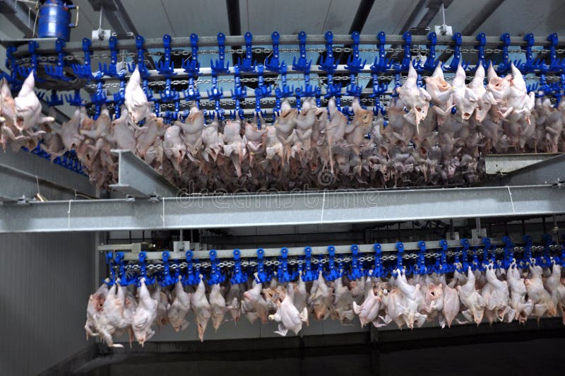 In the Shop for the Processing of Poultry Carcasses Stock Image Image