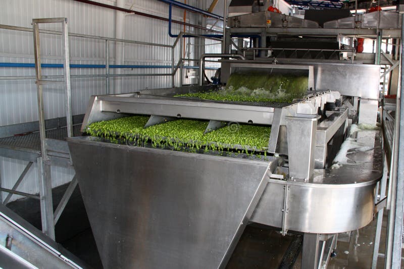 Working process of the production of green peas on cannery. Movement on the conveyor. Working process of the production of green peas on cannery. Movement on the conveyor.