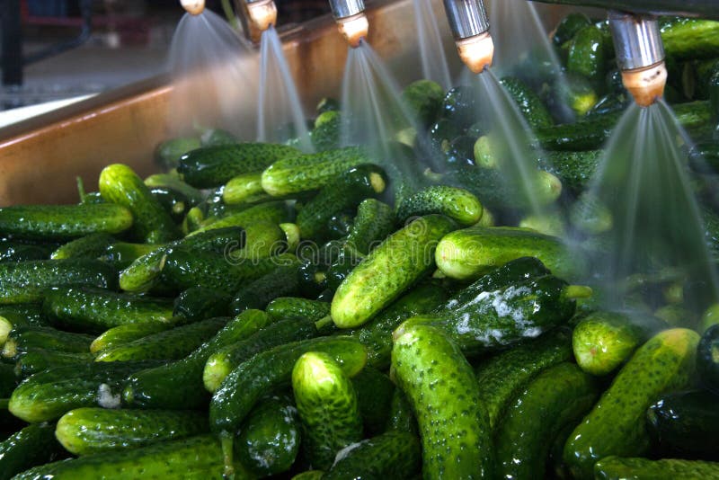 Working process of the production of cucumbers on cannery. Washing in water before preservation. Movement on the conveyor. Working process of the production of cucumbers on cannery. Washing in water before preservation. Movement on the conveyor.