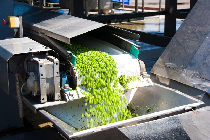 Working process of the production of green peas on cannery. Movement on the conveyor. Working process of the production of green peas on cannery. Movement on the conveyor.