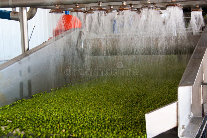 Working process of the production of green peas on cannery. Ripe green peas washing in water before preservation. Movement on the conveyor. Working process of the production of green peas on cannery. Ripe green peas washing in water before preservation. Movement on the conveyor.