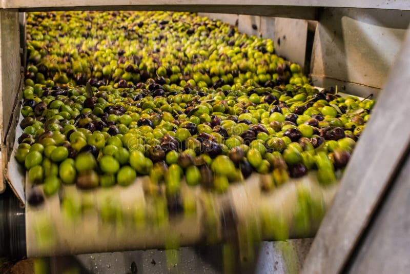 Processus olive d'extraction de l'huile dans un moulin de presse d'huile d'olive en Grèce photo libre de droits