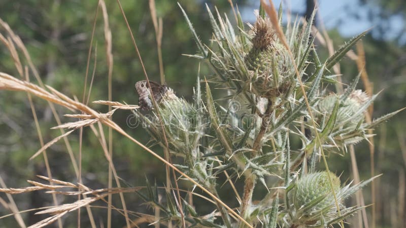 Proche de la plante verte thistle sauvage de lait avec des papillons qui flottent autour de moi au milieu du champ clips vidéos