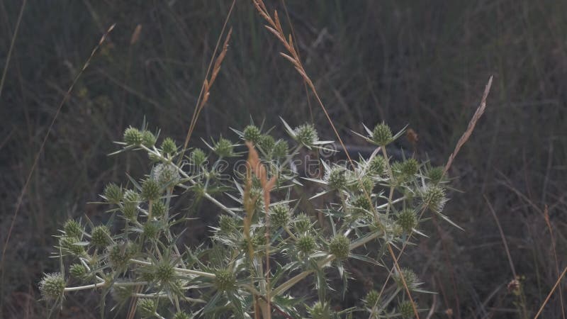 Proche de la plante verte thistle sauvage de lait avec des papillons qui flottent autour de moi au milieu du champ clips vidéos