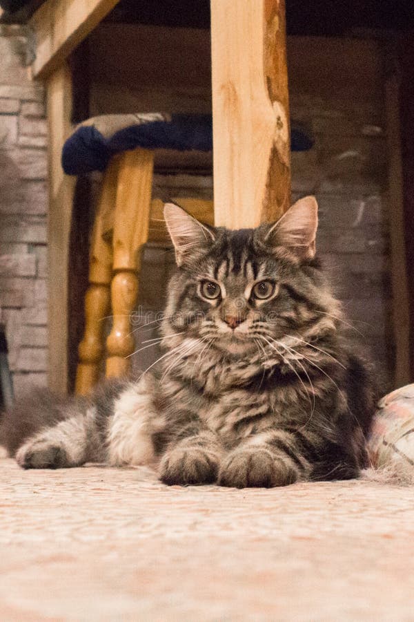 Procione lavatore della Maine del gatto di soriano fotografia stock Procione lavatore della Maine del gatto di soriano fotografia stock