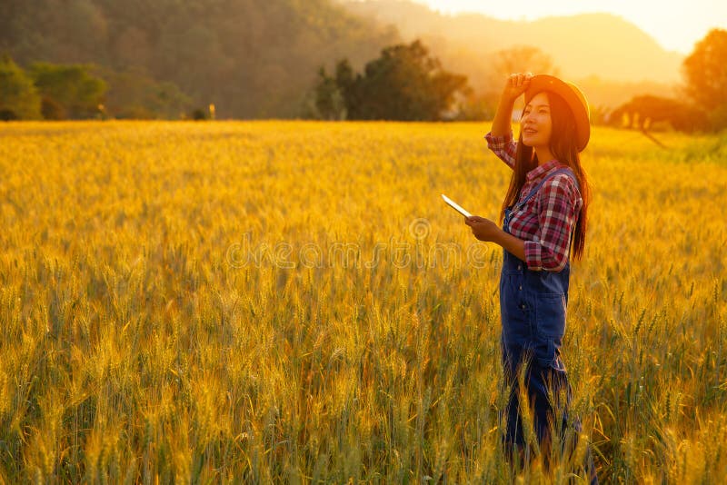 Producteur de fille dans la chemise de plaid dans le domaine de bl? sur le fond de coucher du soleil photo stock Producteur de fille dans la chemise de plaid dans le domaine de bl? sur le fond de coucher du soleil photo stock