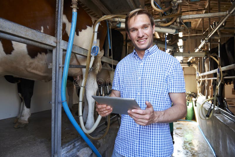 Portrait Of Dairy Farmer Using Digital Tablet In Milking Shed. Portrait Of Dairy Farmer Using Digital Tablet In Milking Shed