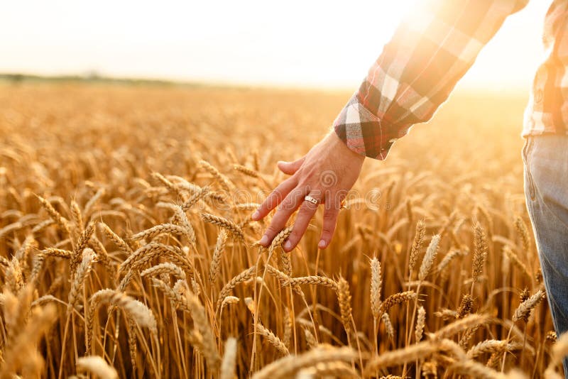 Producteur touchant sa culture avec la main dans un domaine de blé d'or Moissonnant, concept d'agriculture biologique photographie stock libre de droits Producteur touchant sa culture avec la main dans un domaine de blé d'or Moissonnant, concept d'agriculture biologique photographie stock libre de droits