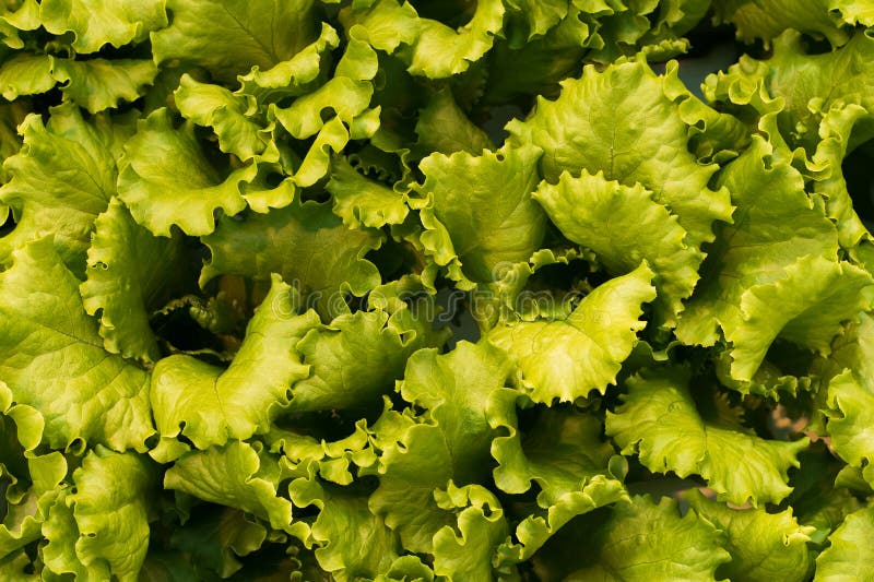 Productie van kool en sla op industriële schaal Achtergrond en behang van veggie voedsel royalty-vrije stock foto's Productie van kool en sla op industriële schaal Achtergrond en behang van veggie voedsel royalty-vrije stock foto's