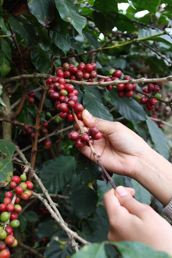 The production of coffee beans.