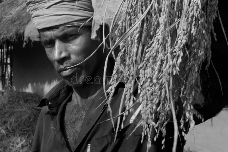 Paddy production editorial stock photo. Image of produce 25601718