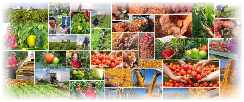 Produkcja Żywności - Uprawiający ziemię - rolnictwo kolaż