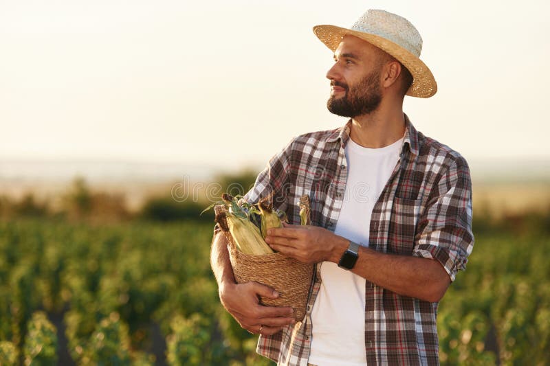 Produs finit. Porumb în mâini. Fermierul este pe terenul agricol royalty free stock photos