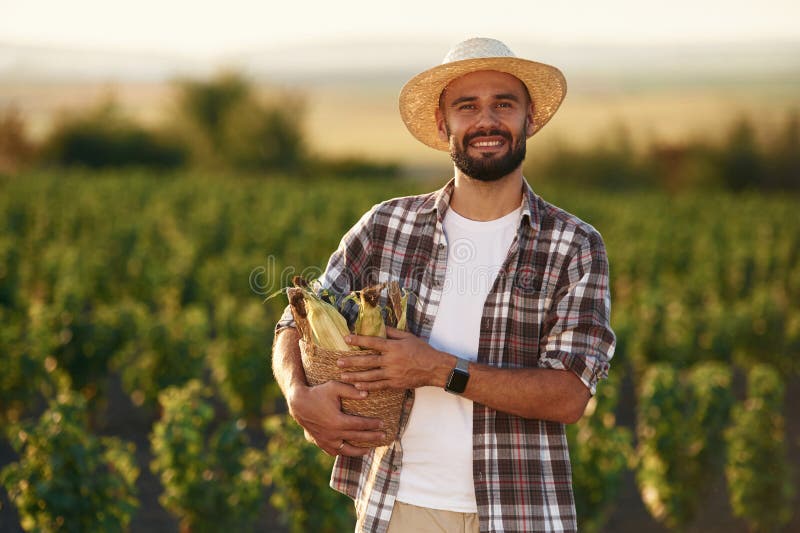 Produs finit. Porumb în mâini. Fermierul este pe terenul agricol royalty free stock photos